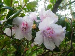 冬、やんばるの森の花たち！