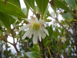 冬、やんばるの森の花たち！