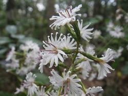 冬、やんばるの森の花たち！