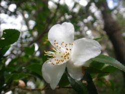 冬、やんばるの森の花たち！
