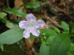 冬、やんばるの森の花たち！