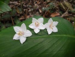 冬、やんばるの森の花たち！