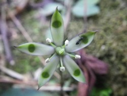 冬、やんばるの森の花たち！