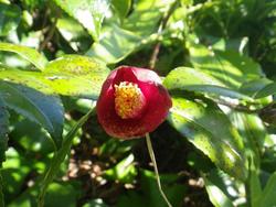 冬、やんばるの森の花たち！