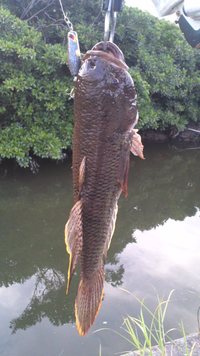 ミキユー狙いで珍魚 2010/10/04 23:49:00