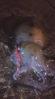 速報!! 2011/02/18 09:17:51