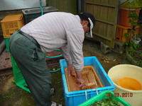 母株用の　穂の準備 2010/06/03 22:54:06