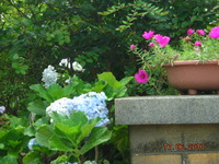 庭の花 2010/06/18 00:23:44