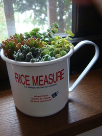 カップに寄せ植え