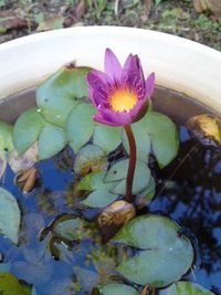 蓮の花
