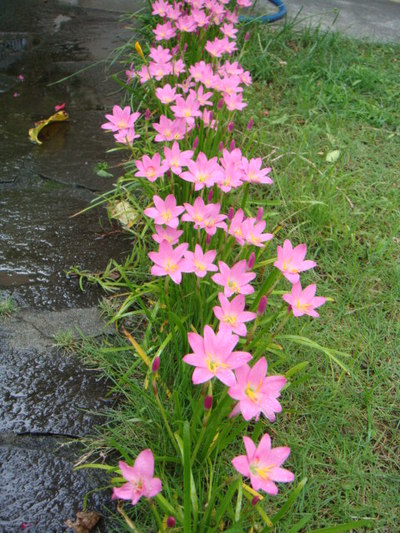 誕生会