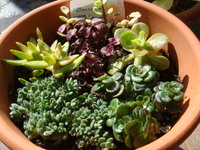 寄せ植えチャレンジ