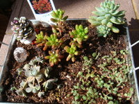 寄せ植えチャレンジ