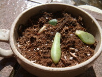 寄せ植えチャレンジ