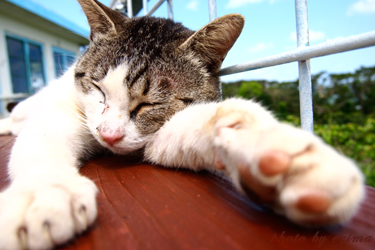 晴れと猫