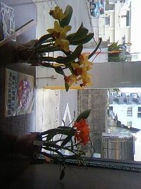 オーナーさんの花 2013/02/06 08:26:53