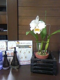 蘭 2013/02/16 19:35:23