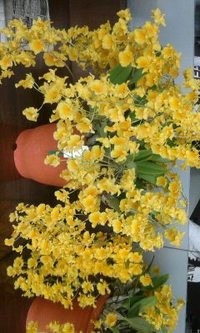 華やか(⌒∇⌒) 2013/03/19 11:25:24