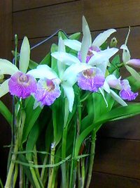 11月8日の記事 2013/11/08 21:43:32