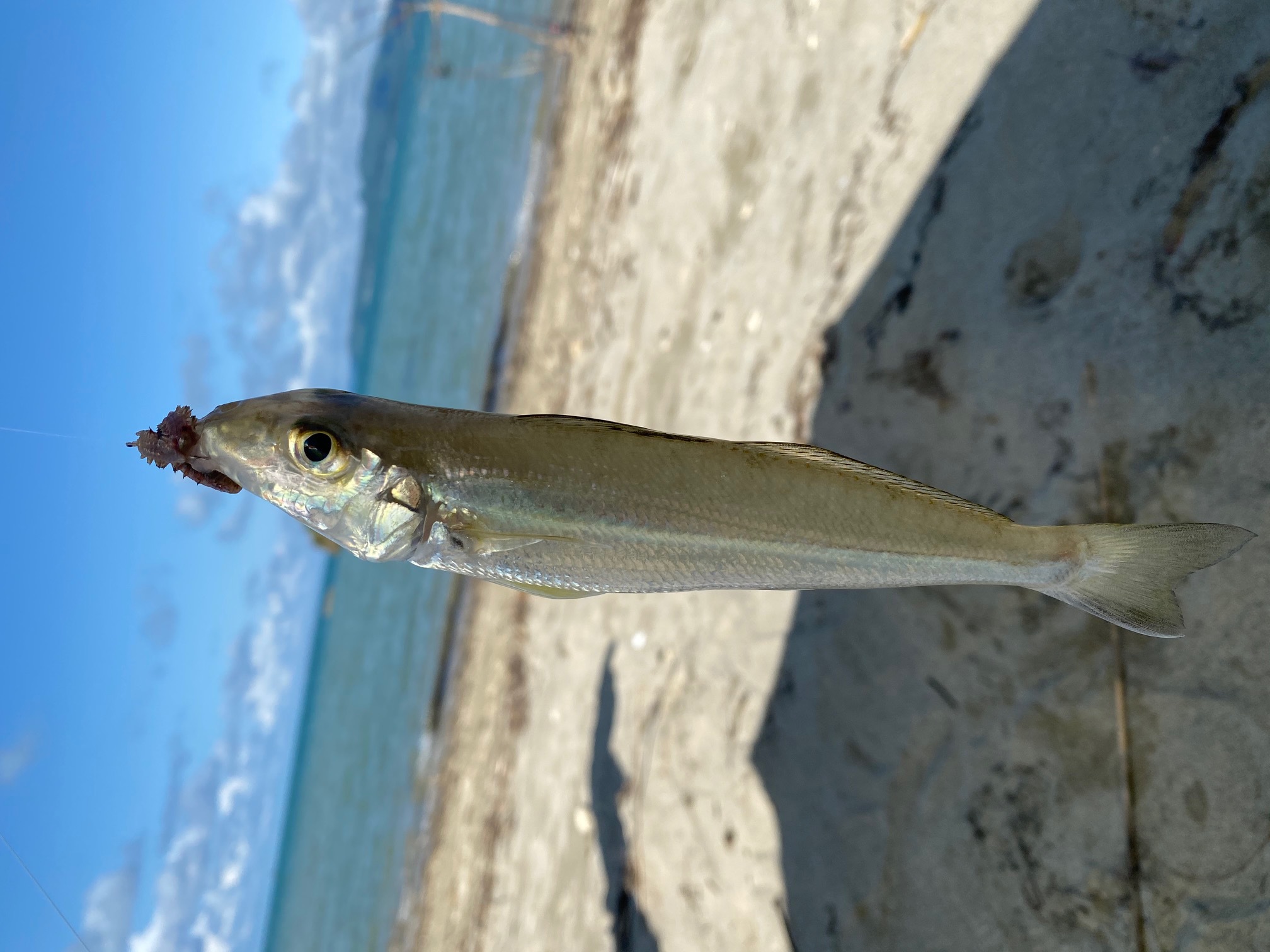 キス釣り 沖縄釣りざんまいブログ