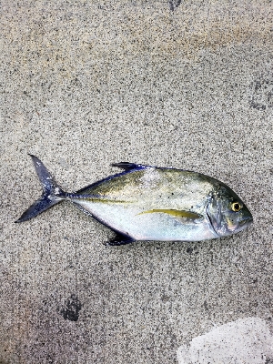 遊び釣り 沖縄釣りざんまいブログ