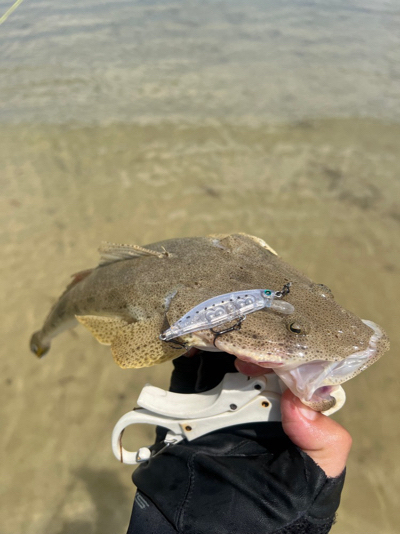 暑いけど釣りは行きます