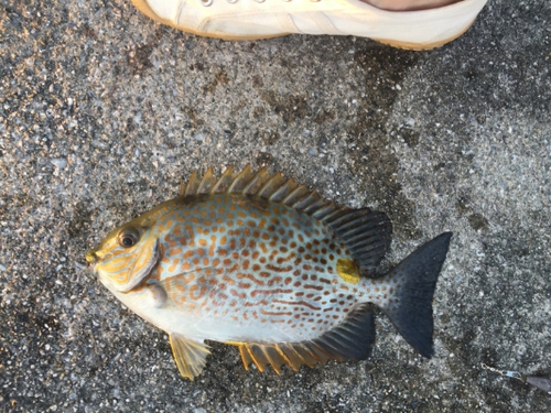 遊び釣り 沖縄釣りざんまいブログ