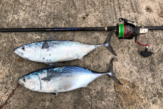 冬の魚達 沖縄釣りざんまいブログ