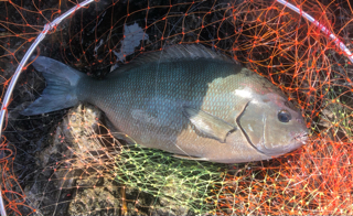 冬の魚達 沖縄釣りざんまいブログ