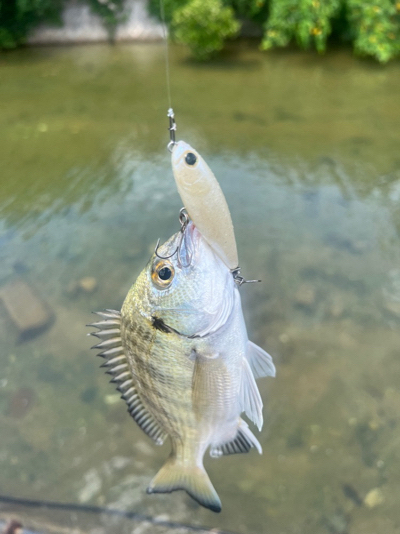 暑いけど釣りは行きます