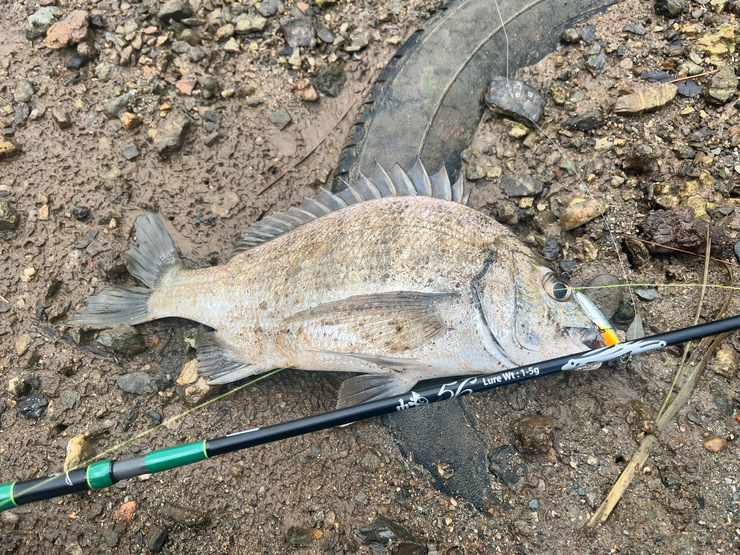 釣果報告