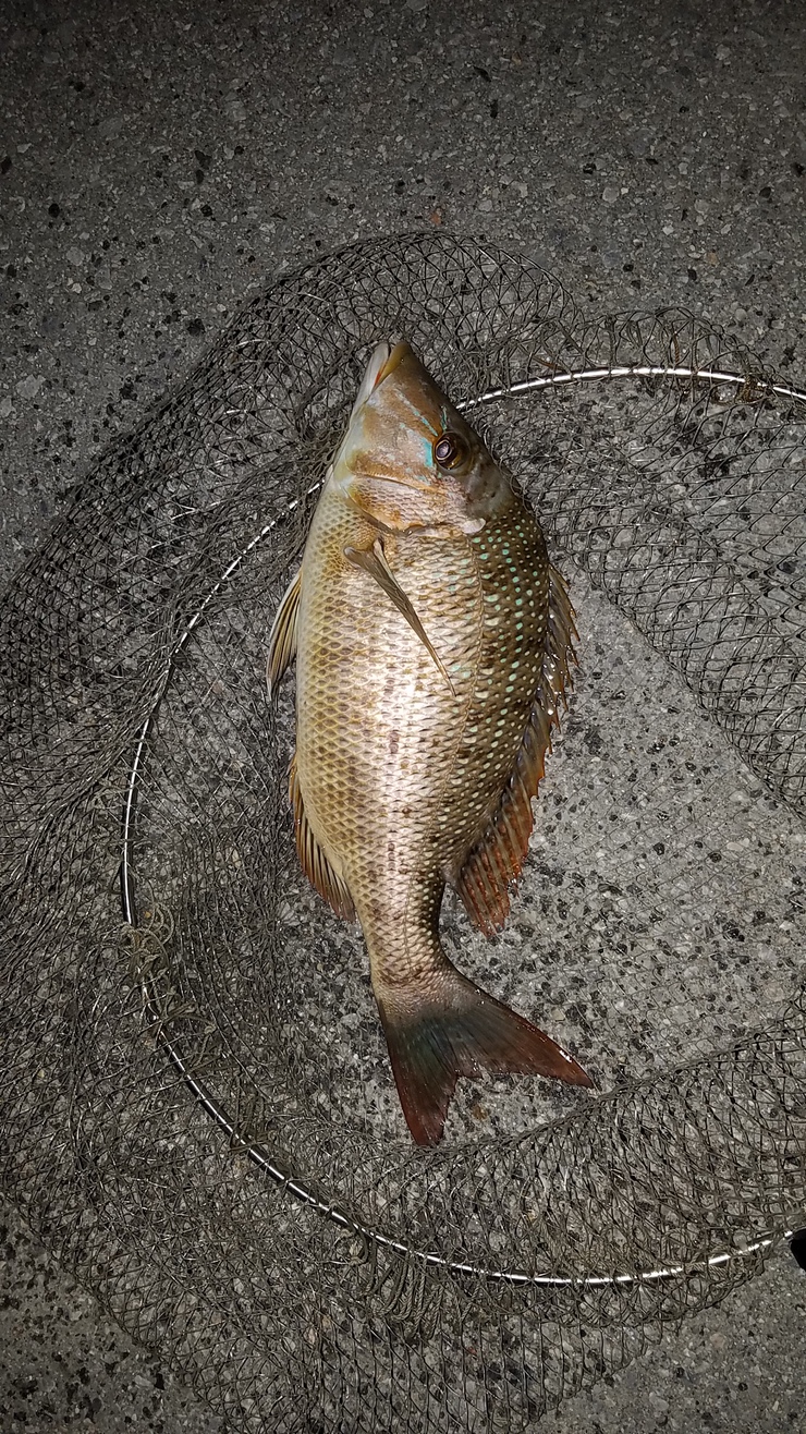 冬の魚 沖縄釣りざんまいブログ