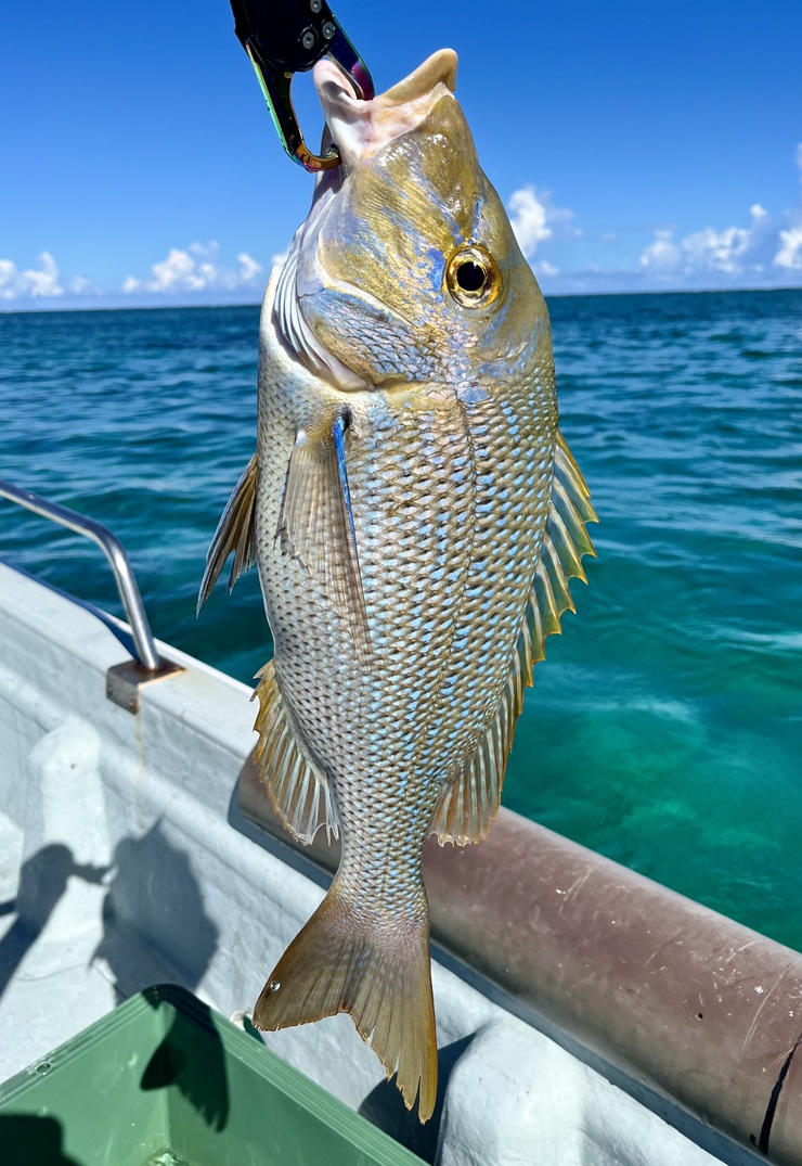 釣果報告