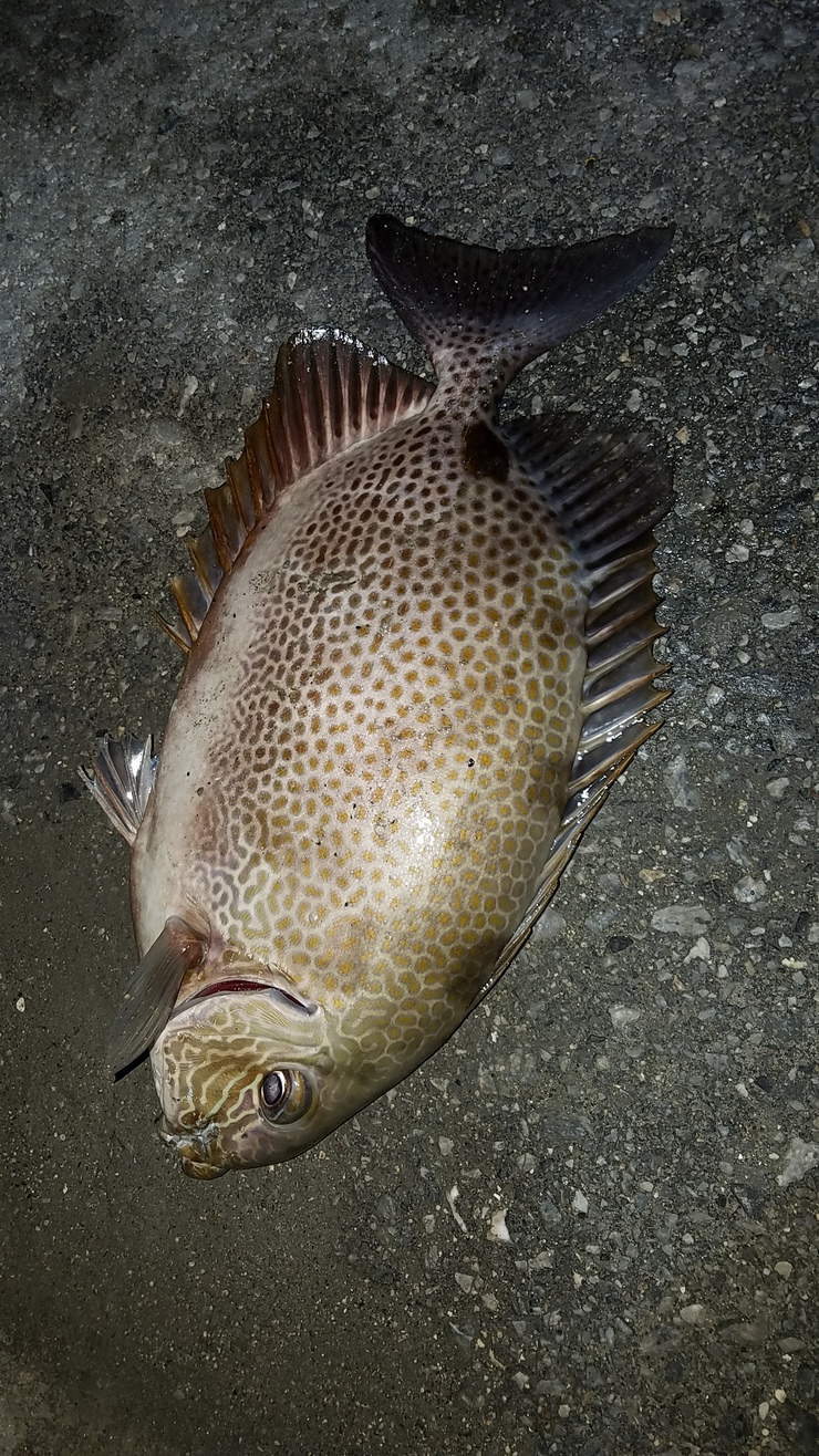 冬の魚 沖縄釣りざんまいブログ