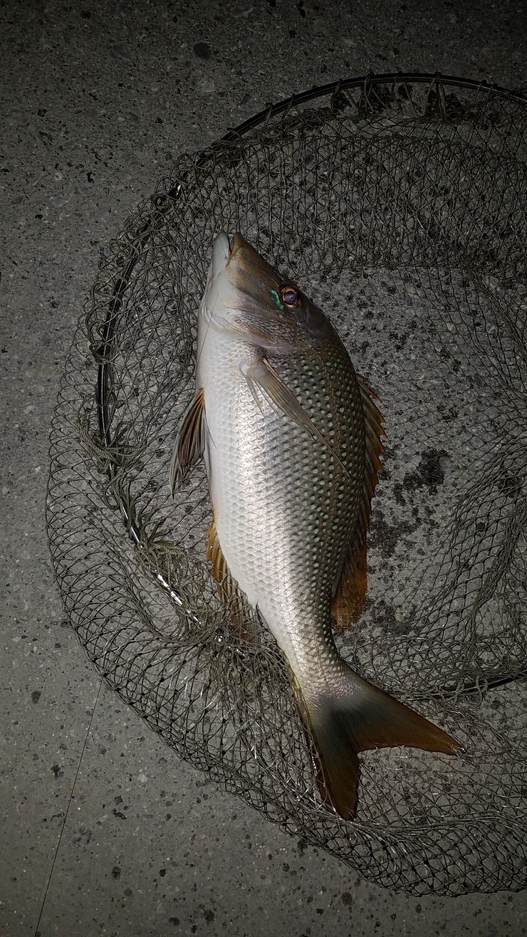 冬の魚 沖縄釣りざんまいブログ