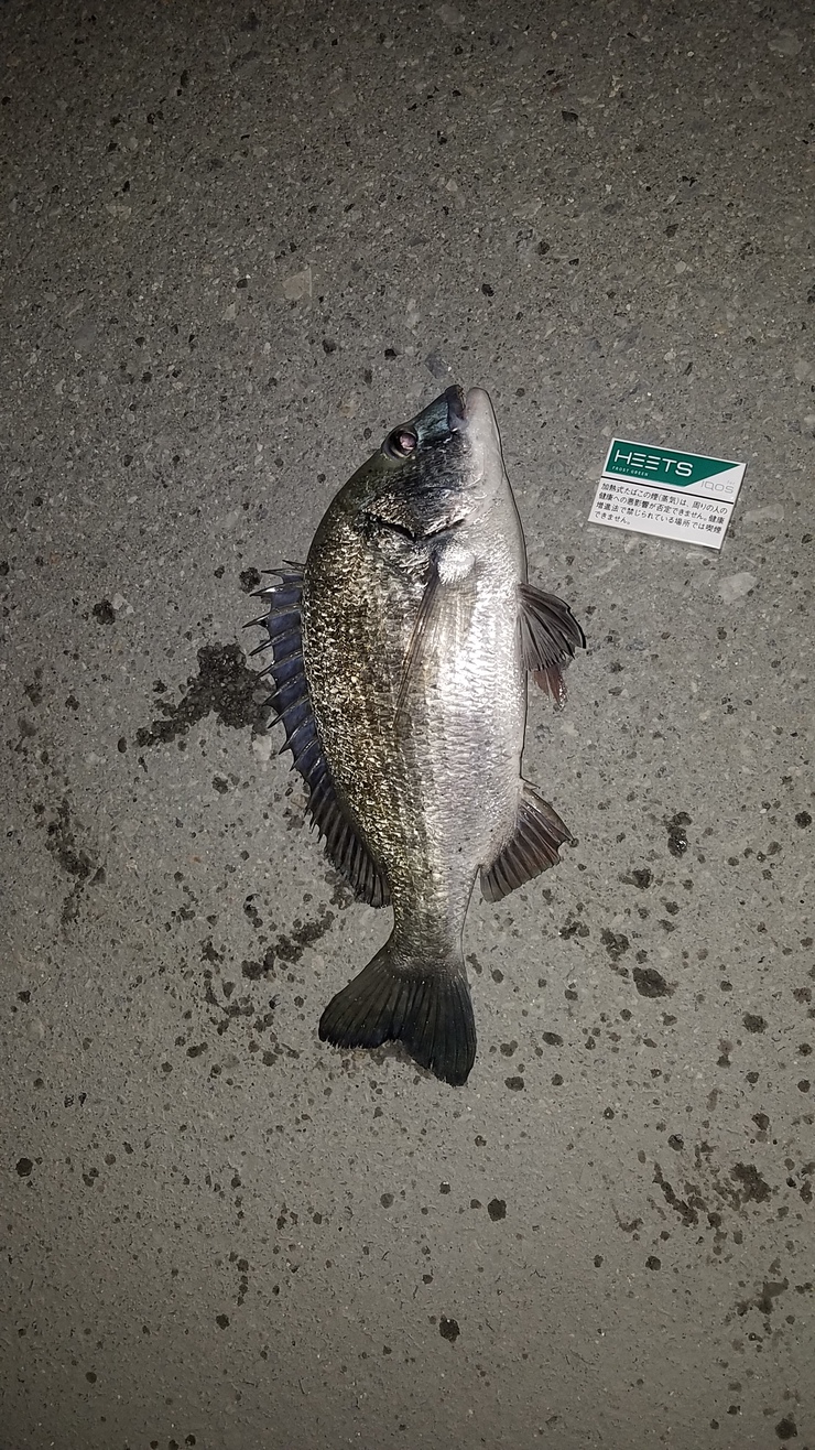 冬の魚 沖縄釣りざんまいブログ