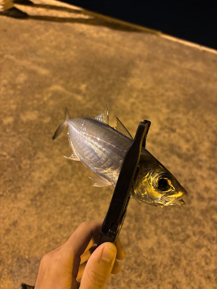 年末と年始の釣果