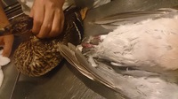 ジビエなど 2015/10/09 14:33:30