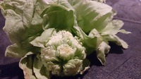ふきのとう 2015/04/17 16:21:53