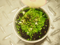 延命剤の比較　スカビオサ編④ 2015/07/03 19:57:01