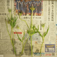 延命剤の比較　スカビオサ編⑤