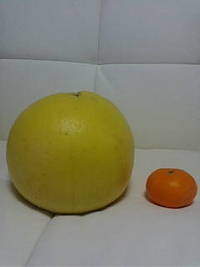 巨大みかん 2009/03/15 23:28:25