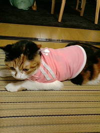愛猫ミミタン 2009/03/11 19:46:59