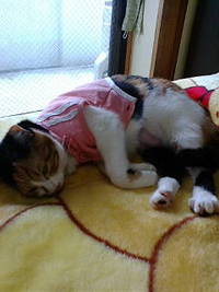 お昼寝ﾐﾐﾀﾝ 2009/03/18 12:54:00