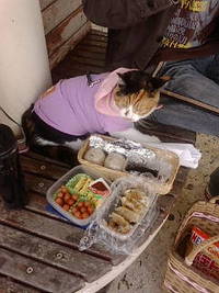 ピクニック！！ 2010/03/23 00:05:34
