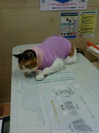 予防接種&健康診断 2010/07/10 21:09:36