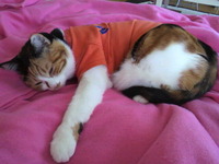 風邪引いた…(+_+) 2011/03/02 11:21:13