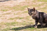 ビーチで出会った猫と犬