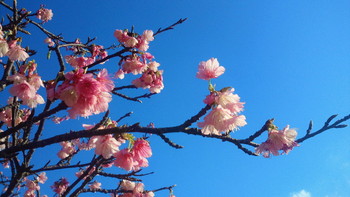 沖縄の桜