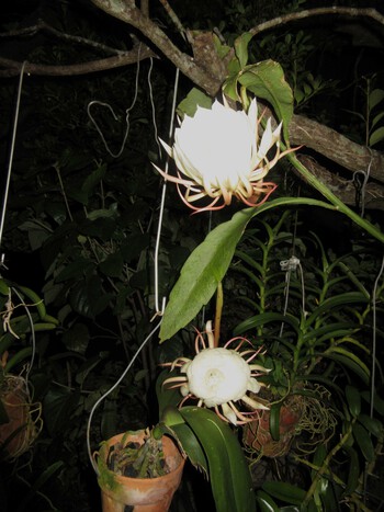 月下美人 6 24年度開花しました